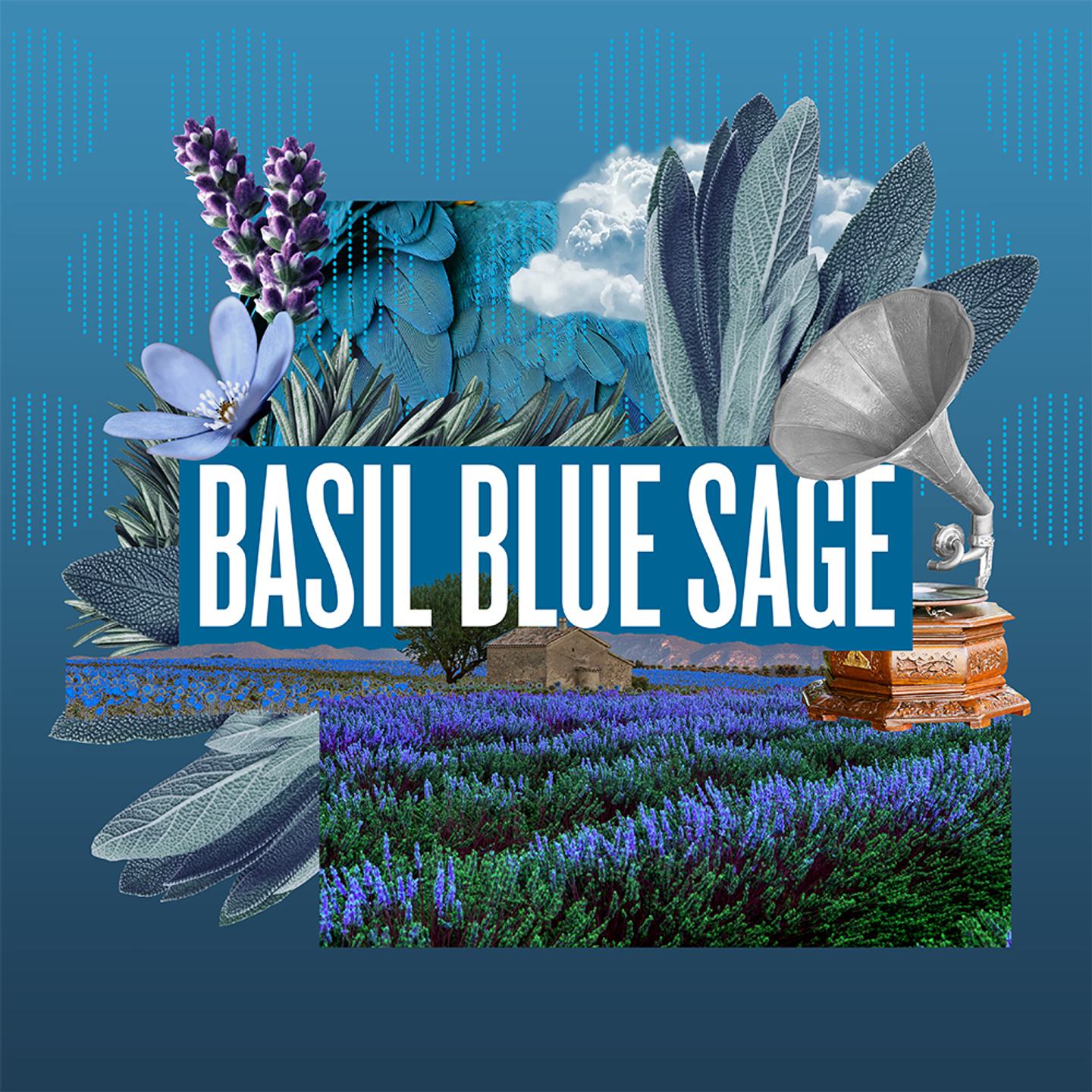 2 Basil Blue Sage copy